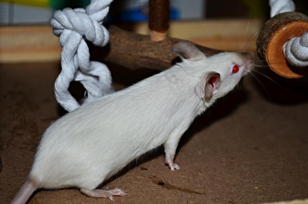 Mus Vejlmus' Ebony [Himmelgnaver] billede 14