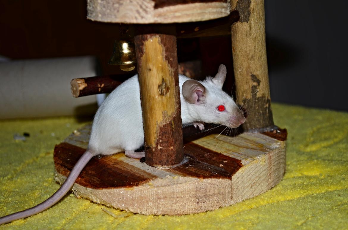 Mus Vejlmus' Ebony [Himmelgnaver] billede 29