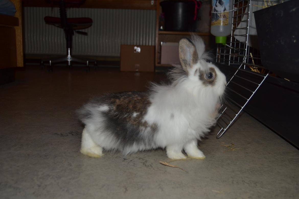 Kanin Filippa (Lippa) billede 6