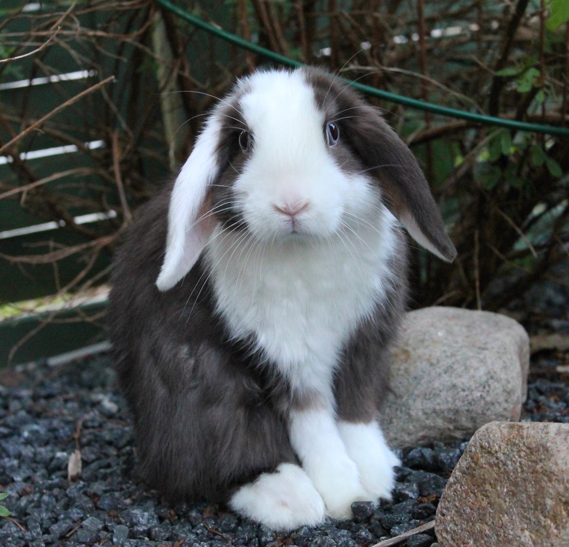 Kanin Bumle billede 1