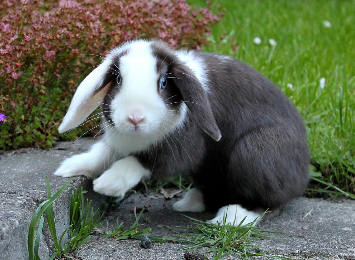 Kanin Bumle billede 4