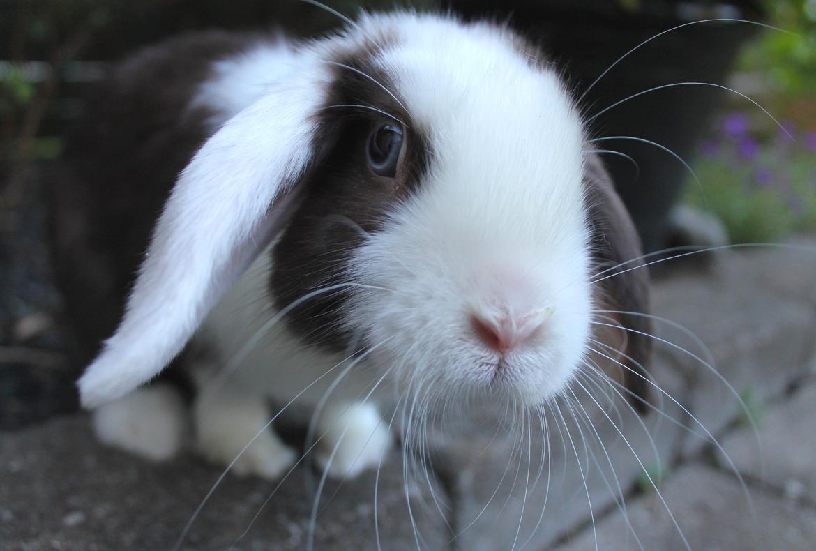 Kanin Bumle billede 5