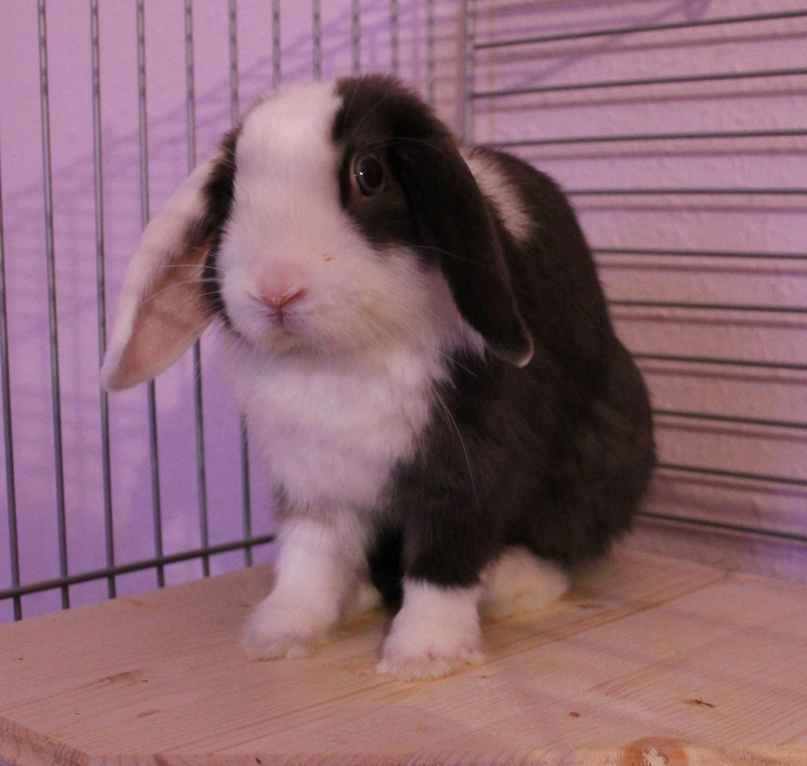 Kanin Bumle billede 6