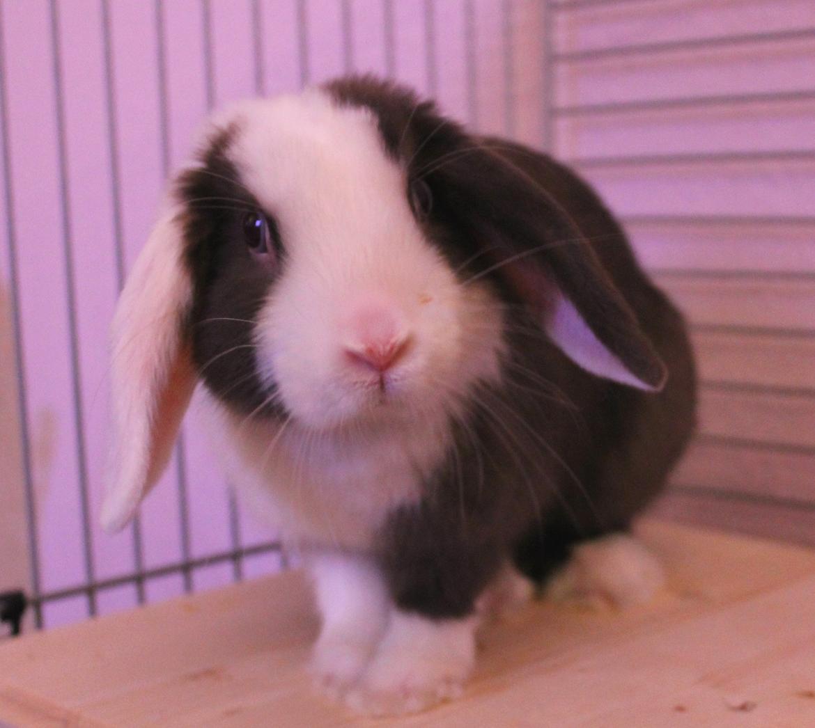 Kanin Bumle billede 7
