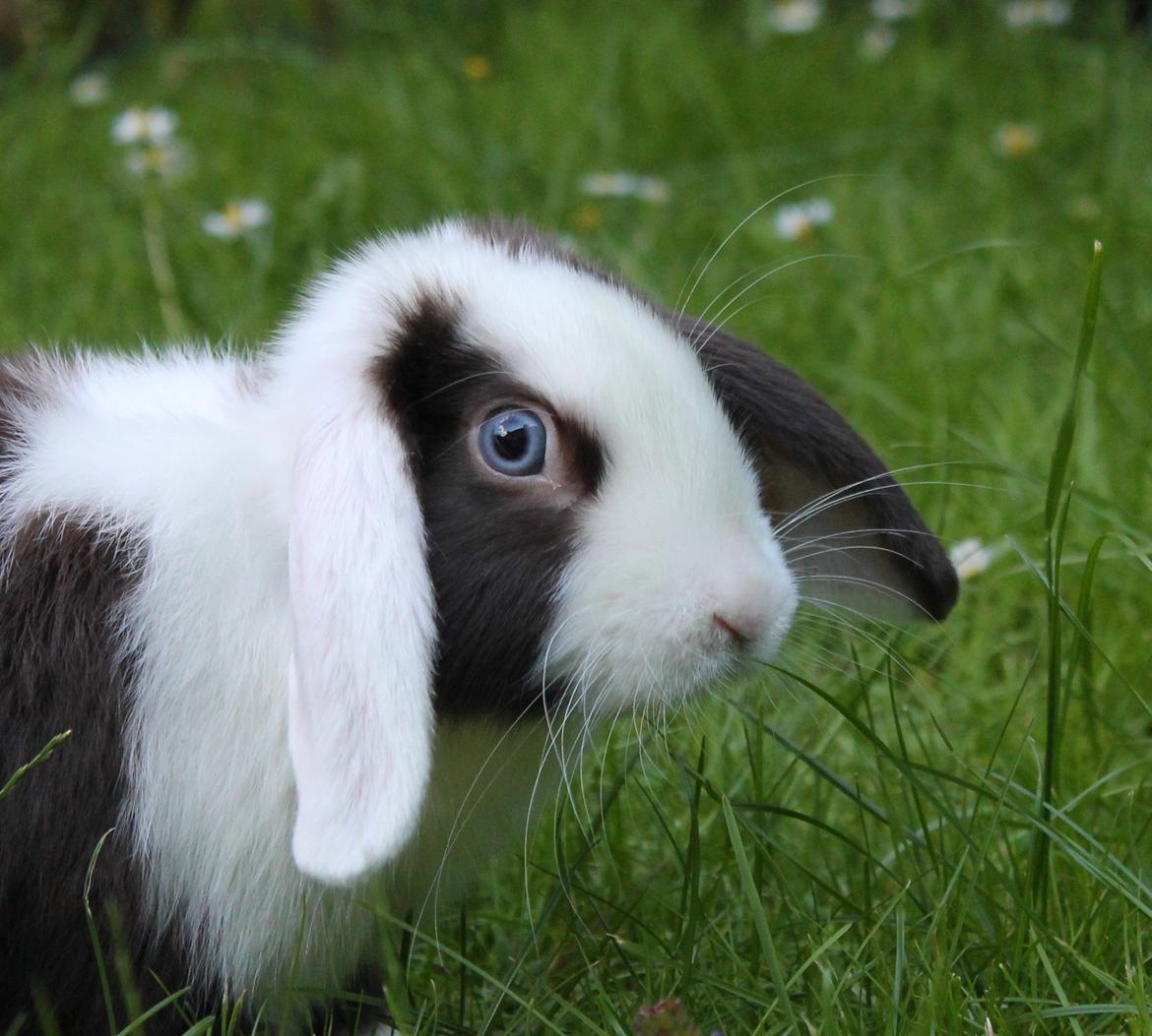 Kanin Bumle billede 10