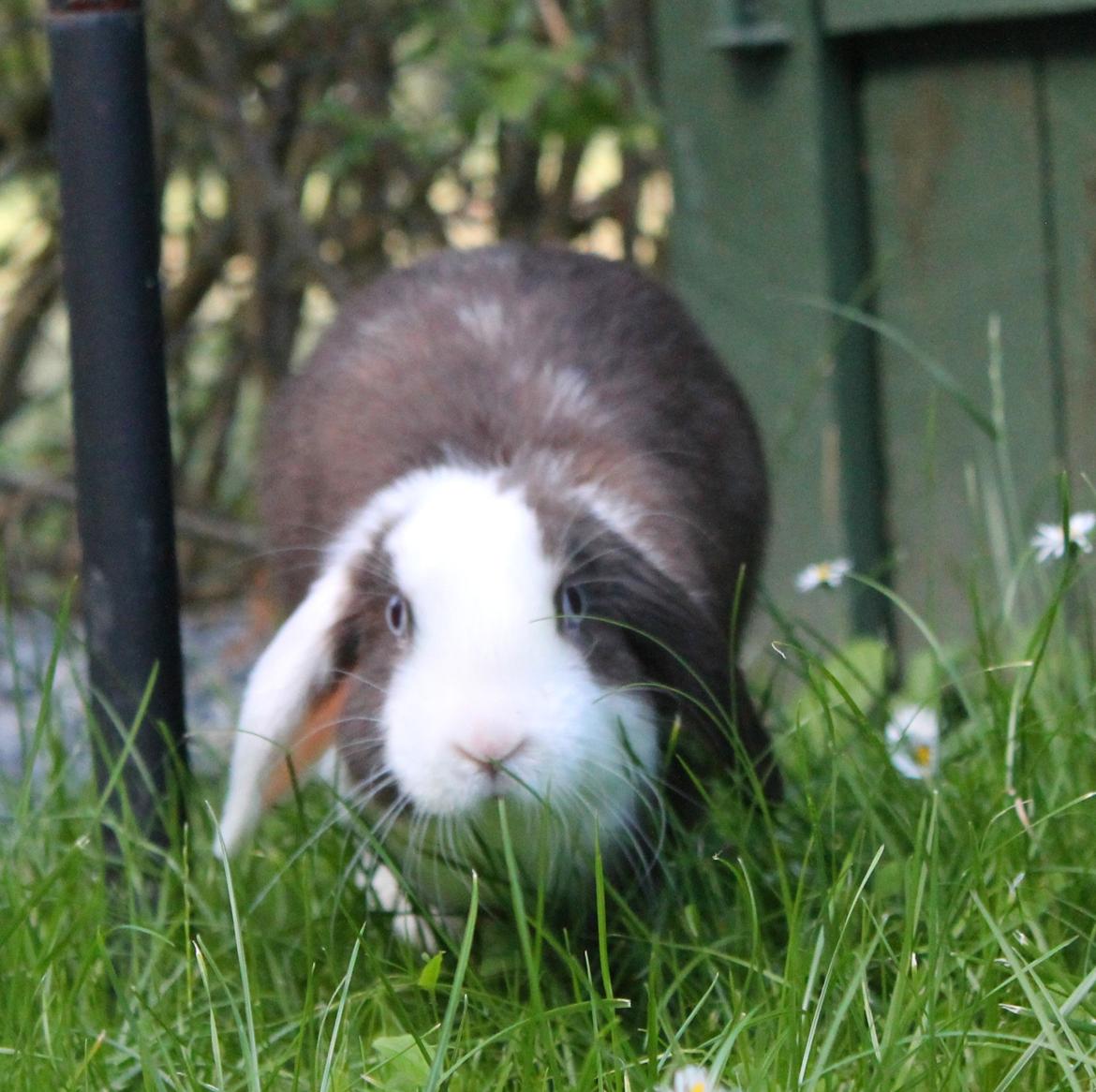 Kanin Bumle billede 13