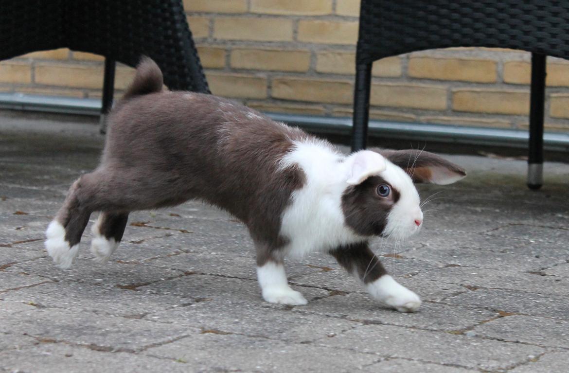 Kanin Bumle billede 17