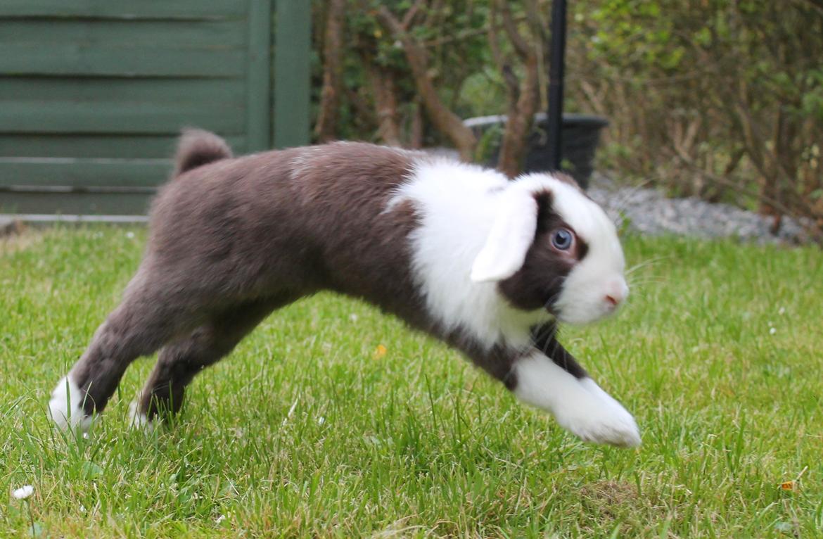 Kanin Bumle billede 18