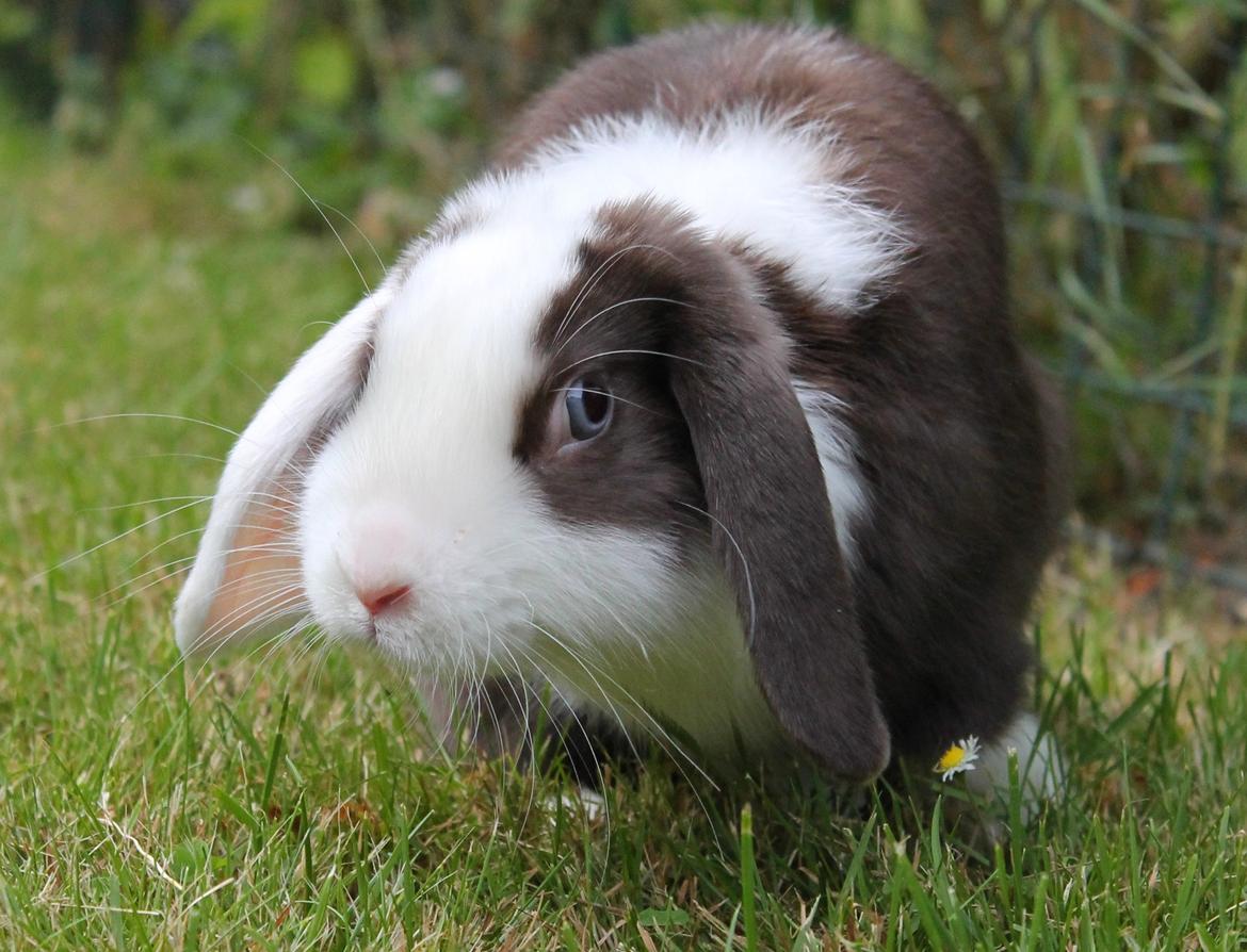 Kanin Bumle billede 19