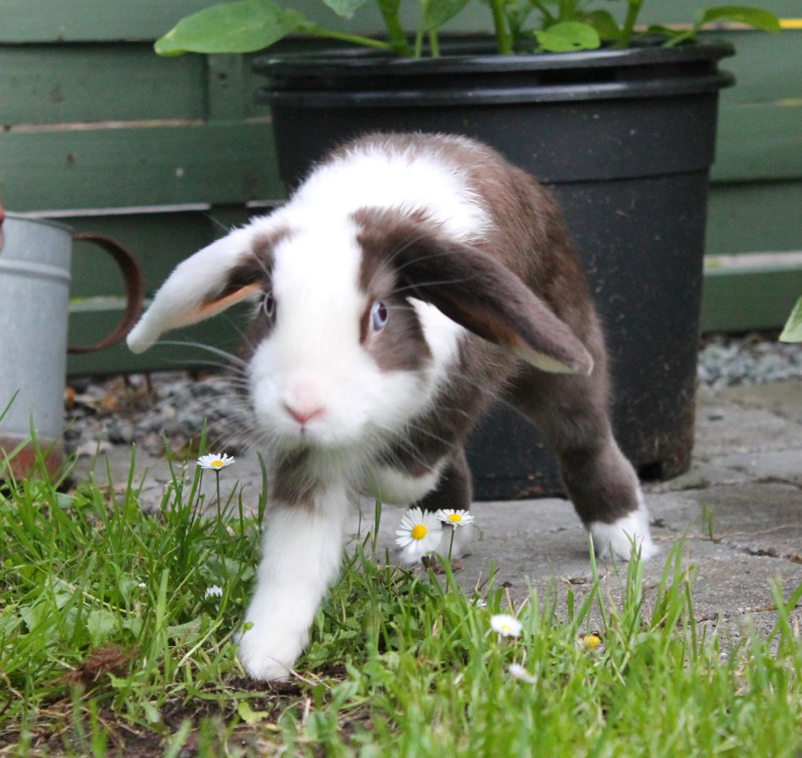 Kanin Bumle billede 20