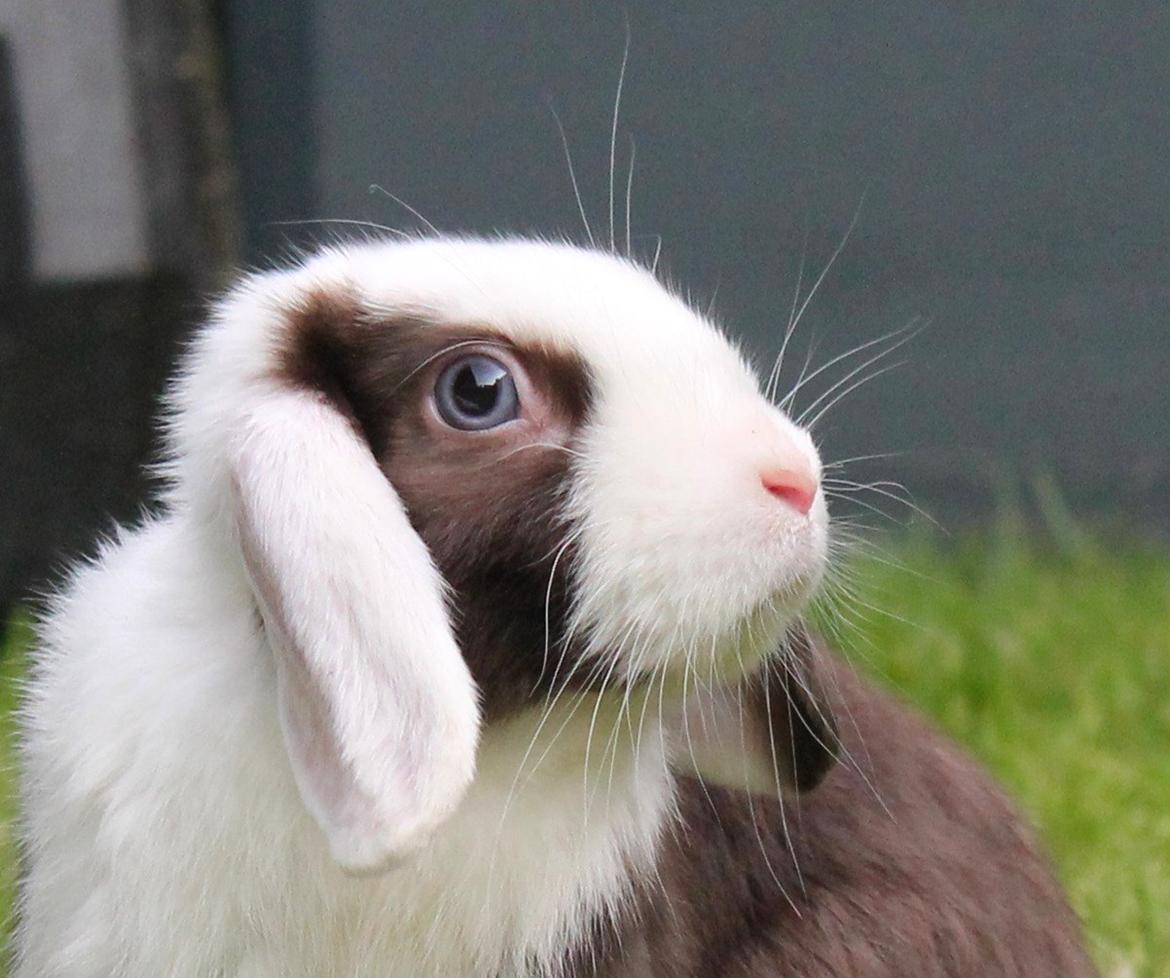 Kanin Bumle billede 21