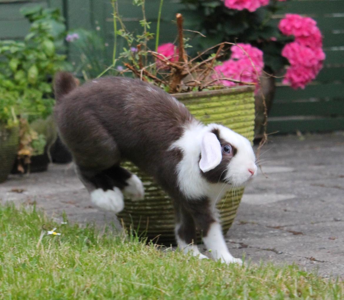 Kanin Bumle billede 22
