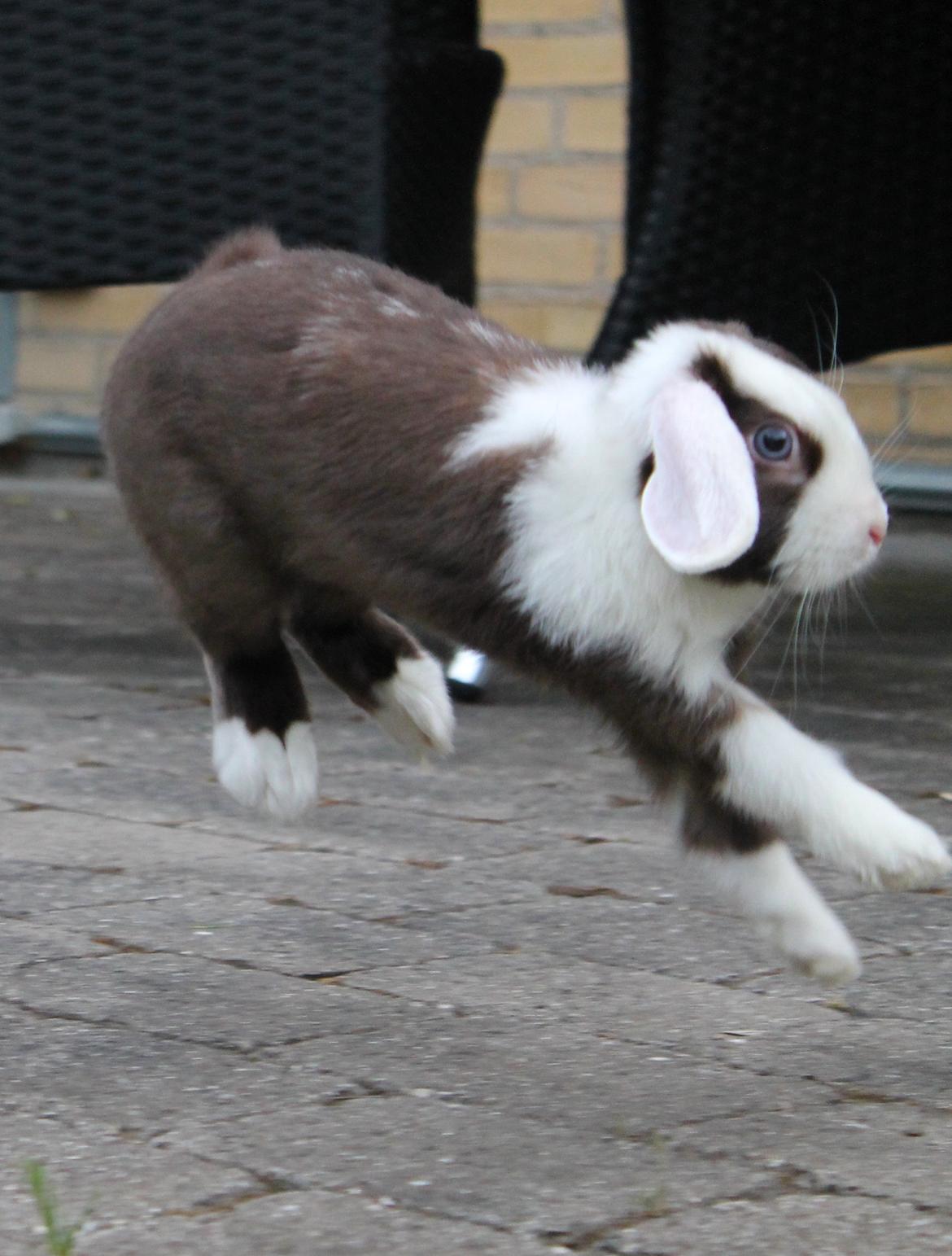 Kanin Bumle billede 23