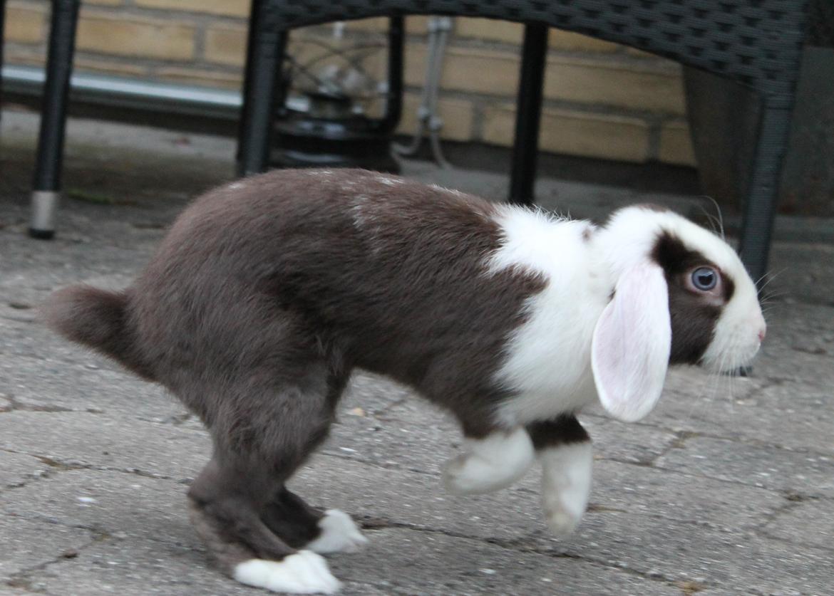 Kanin Bumle billede 24