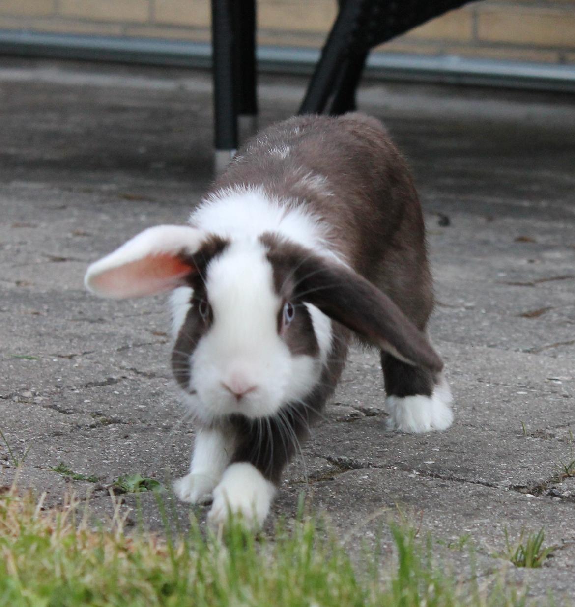 Kanin Bumle billede 25