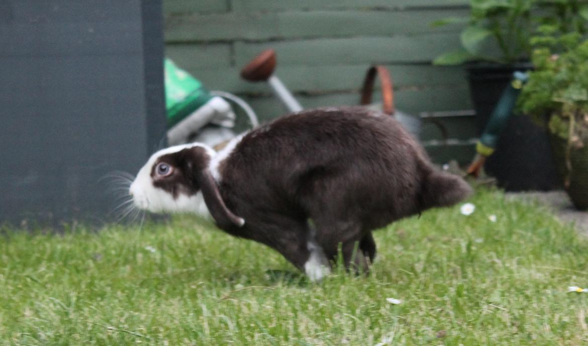 Kanin Bumle billede 26