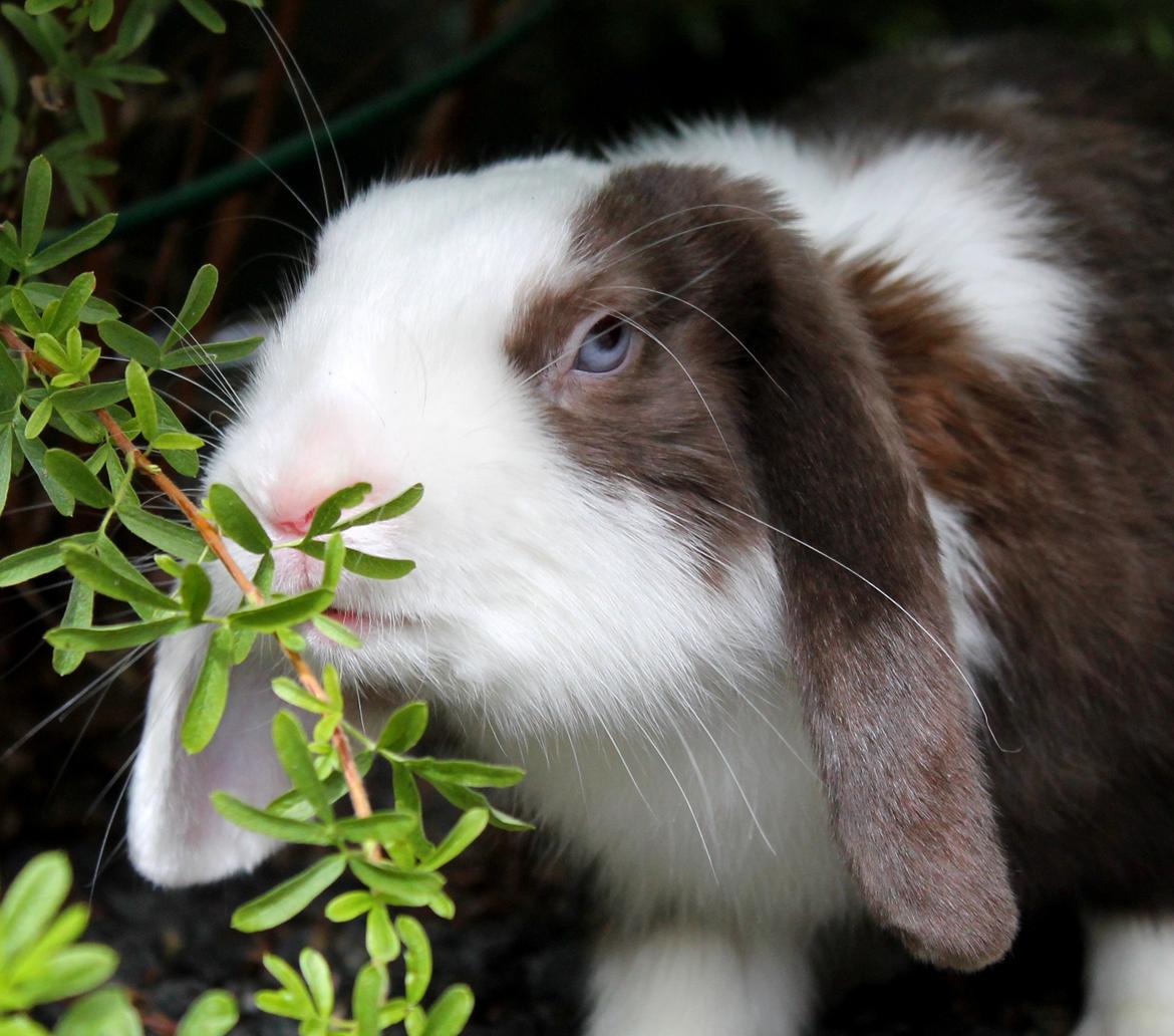 Kanin Bumle billede 28