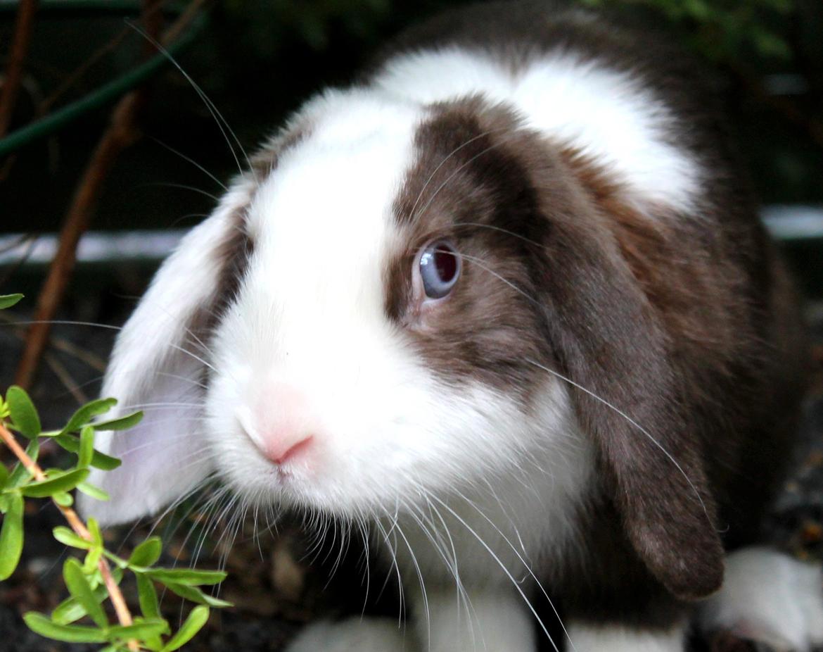 Kanin Bumle billede 29