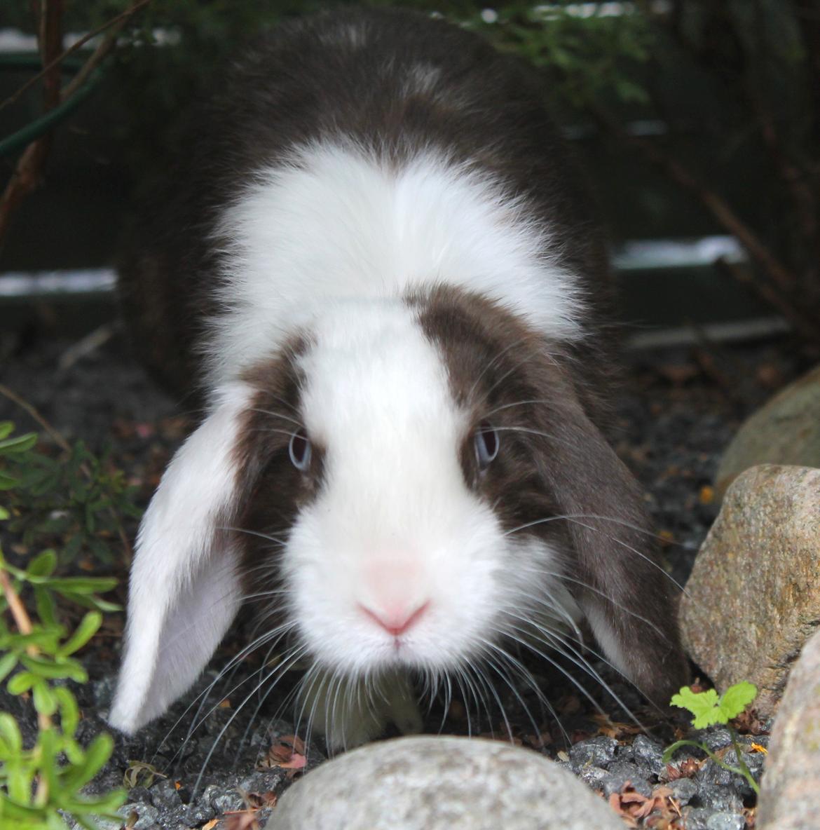 Kanin Bumle billede 30