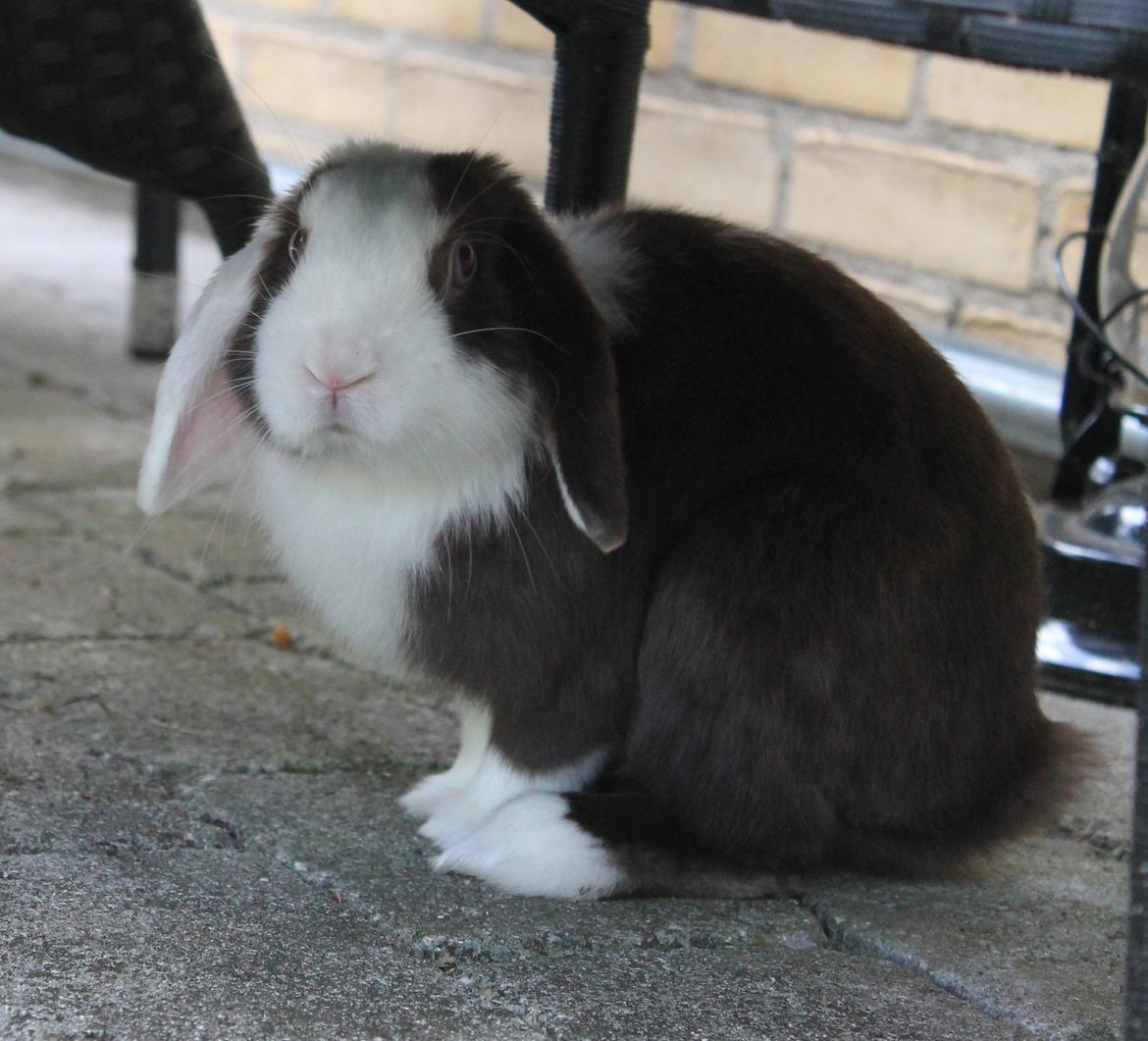 Kanin Bumle billede 31