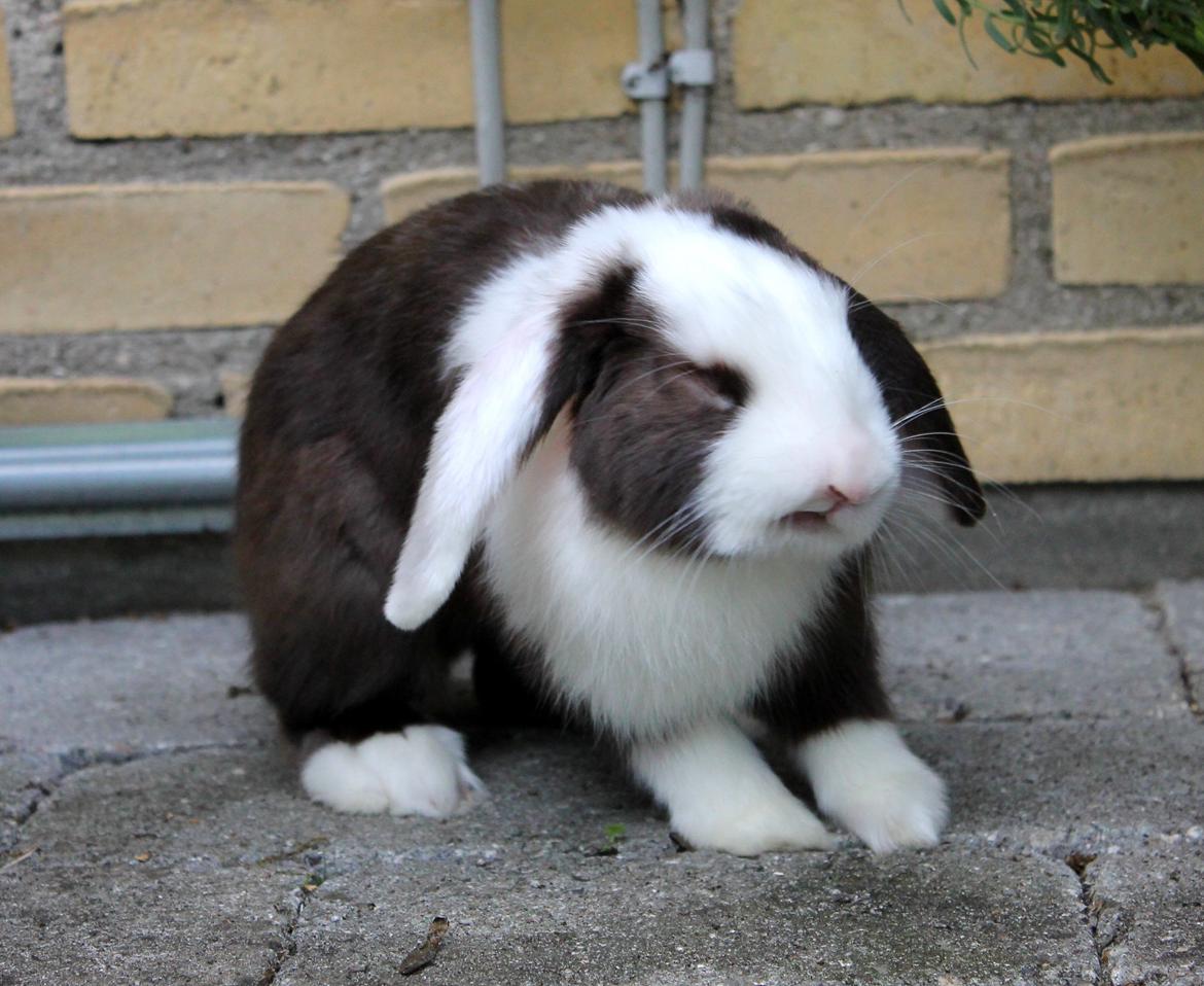 Kanin Bumle billede 32