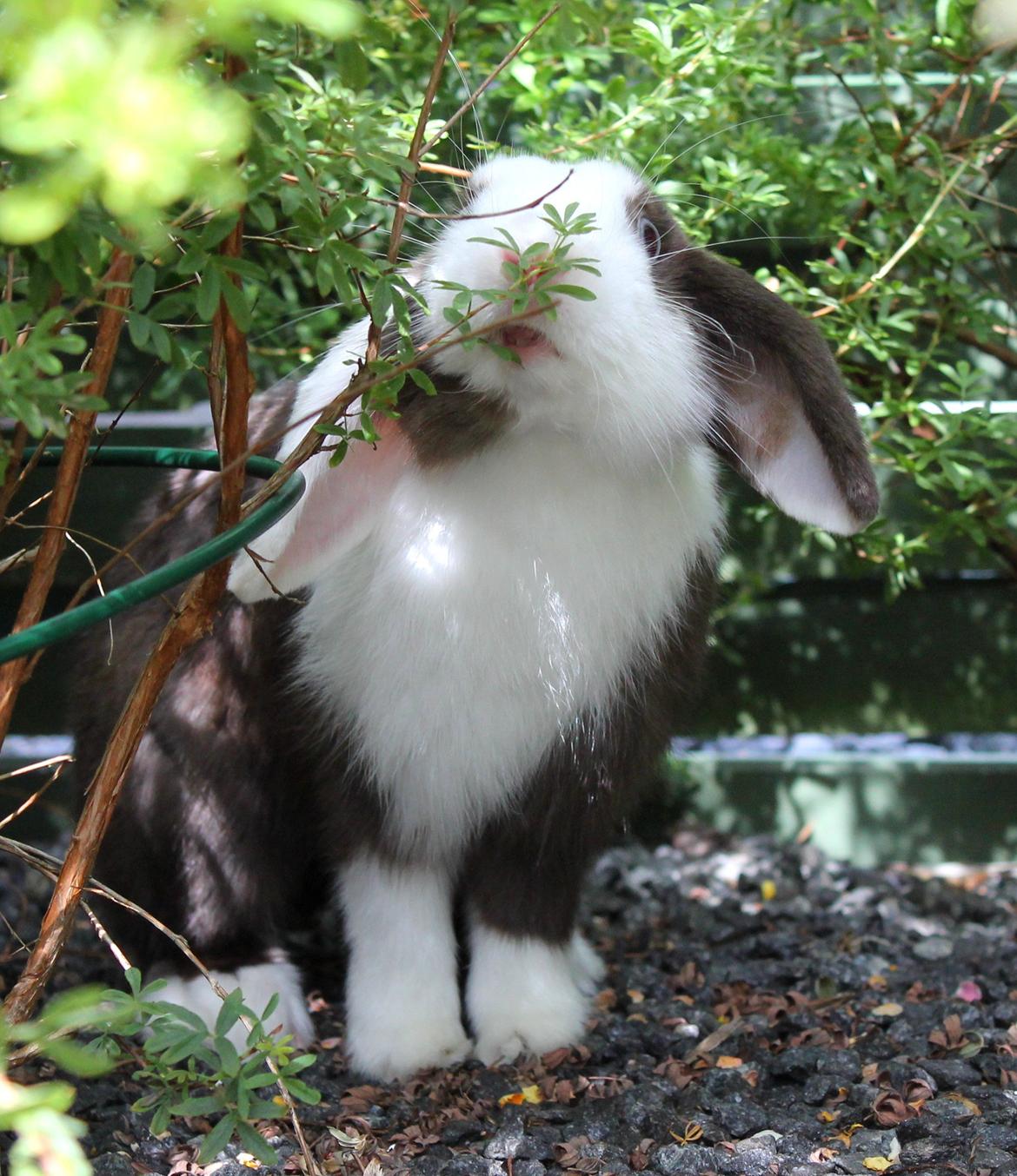 Kanin Bumle billede 33