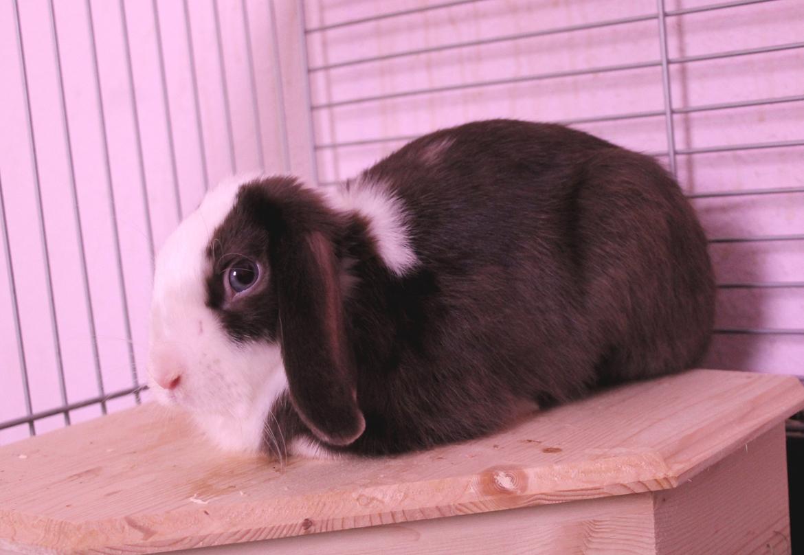 Kanin Bumle billede 34