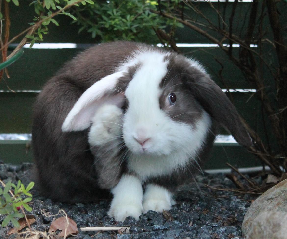 Kanin Bumle billede 35