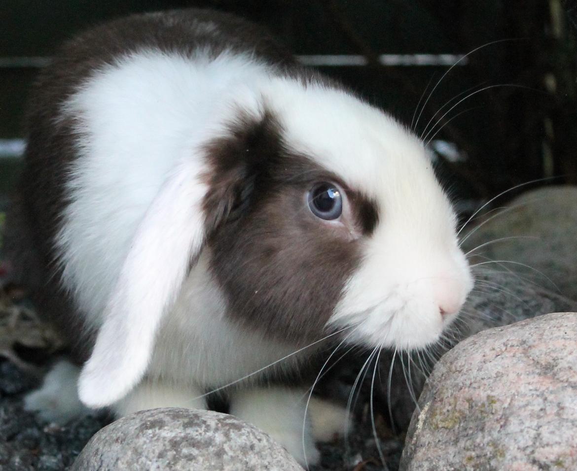 Kanin Bumle billede 36