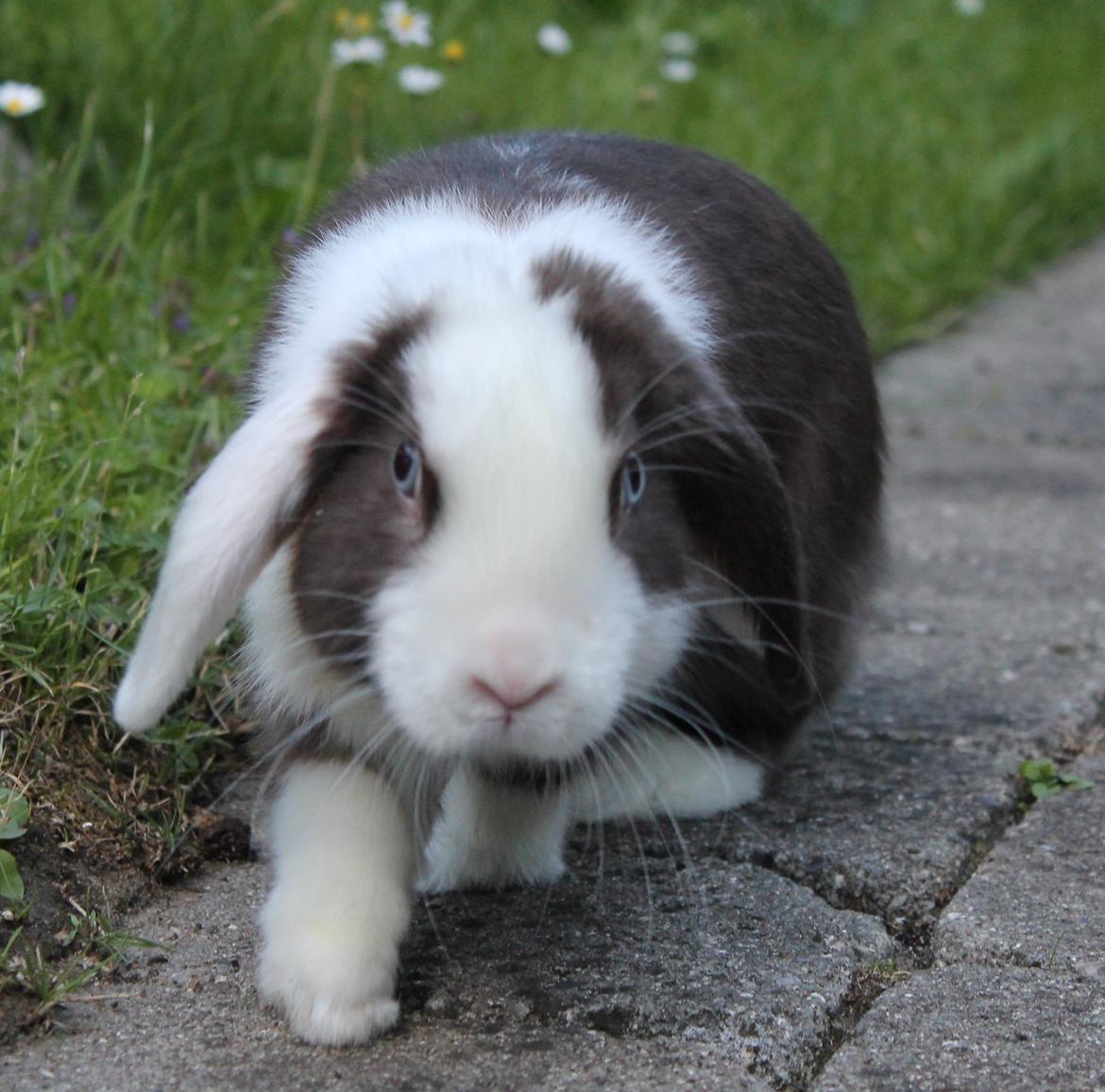 Kanin Bumle billede 38