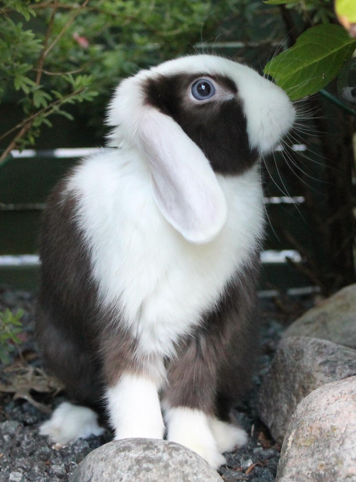 Kanin Bumle billede 37