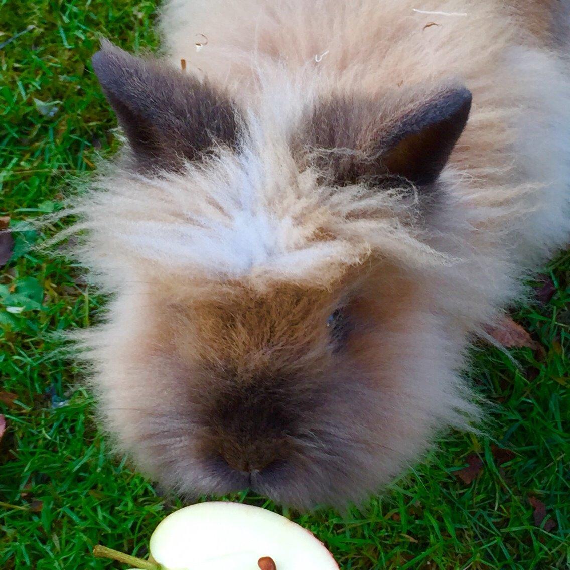 Kanin Freya - Velkommen til Freyas galleri billede 2