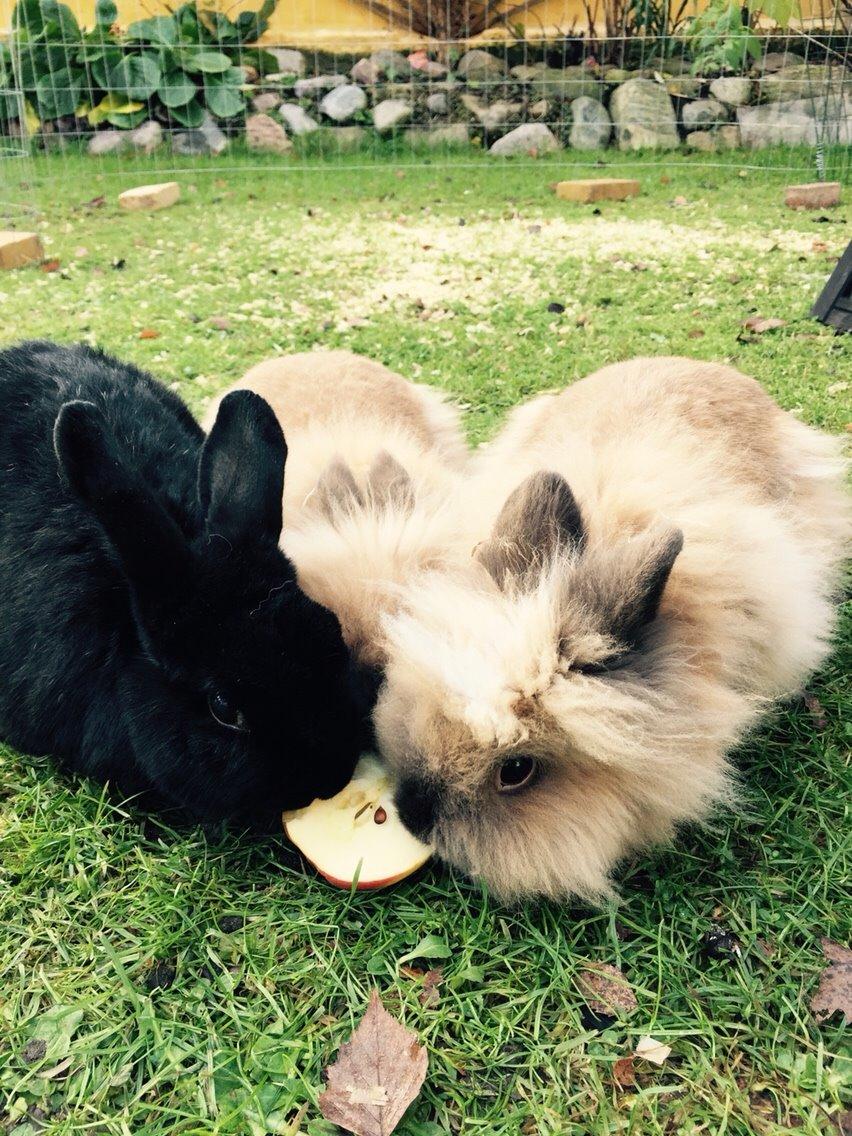 Kanin Freya - Fra venstre : Max, Molly og Freya billede 3