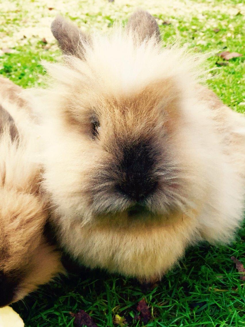 Kanin Freya billede 4