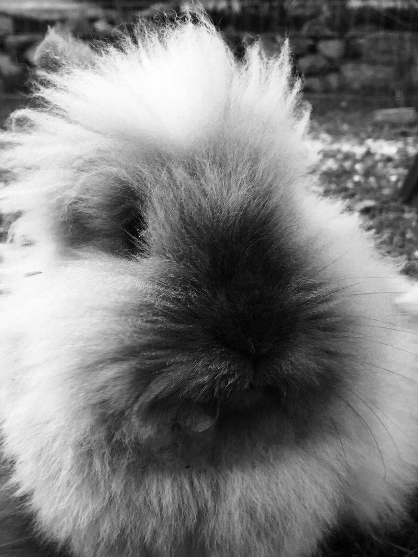 Kanin Freya billede 8