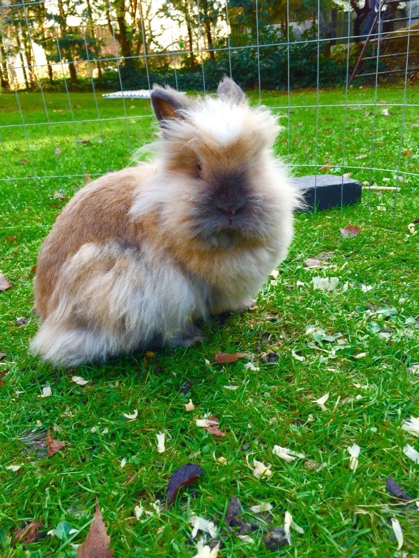 Kanin Freya billede 9