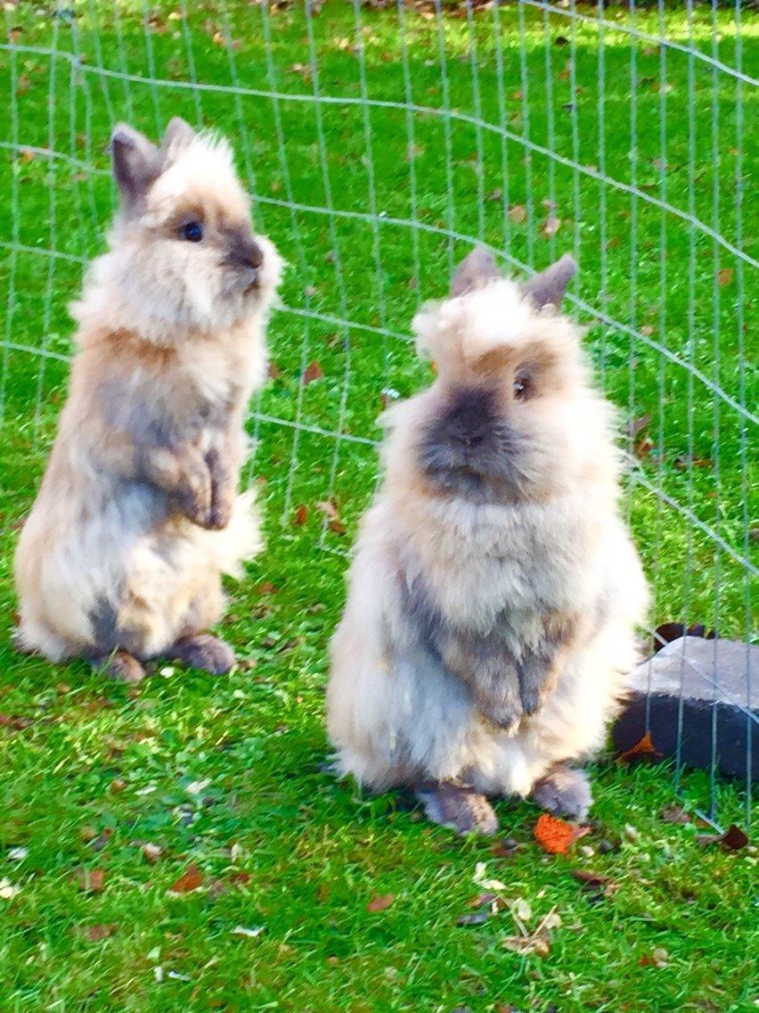 Kanin Freya billede 12