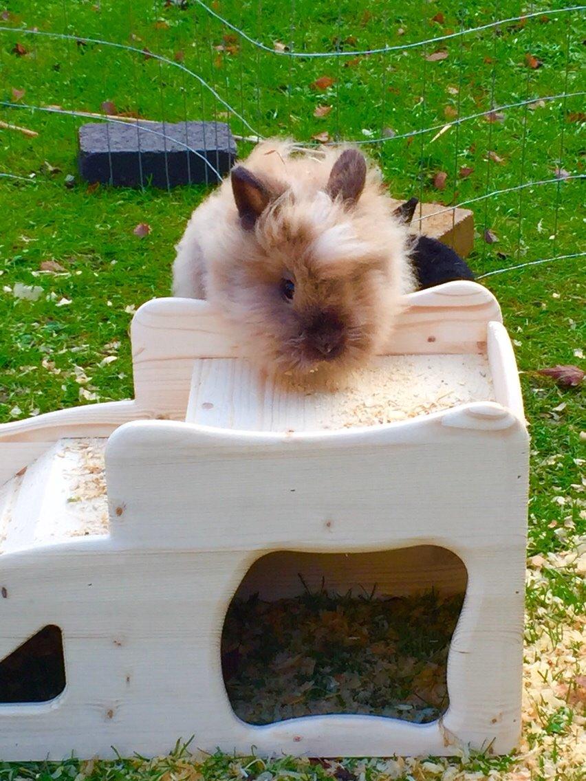 Kanin Freya - Nysgerrig :) billede 5