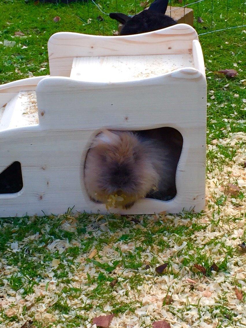 Kanin Freya billede 6