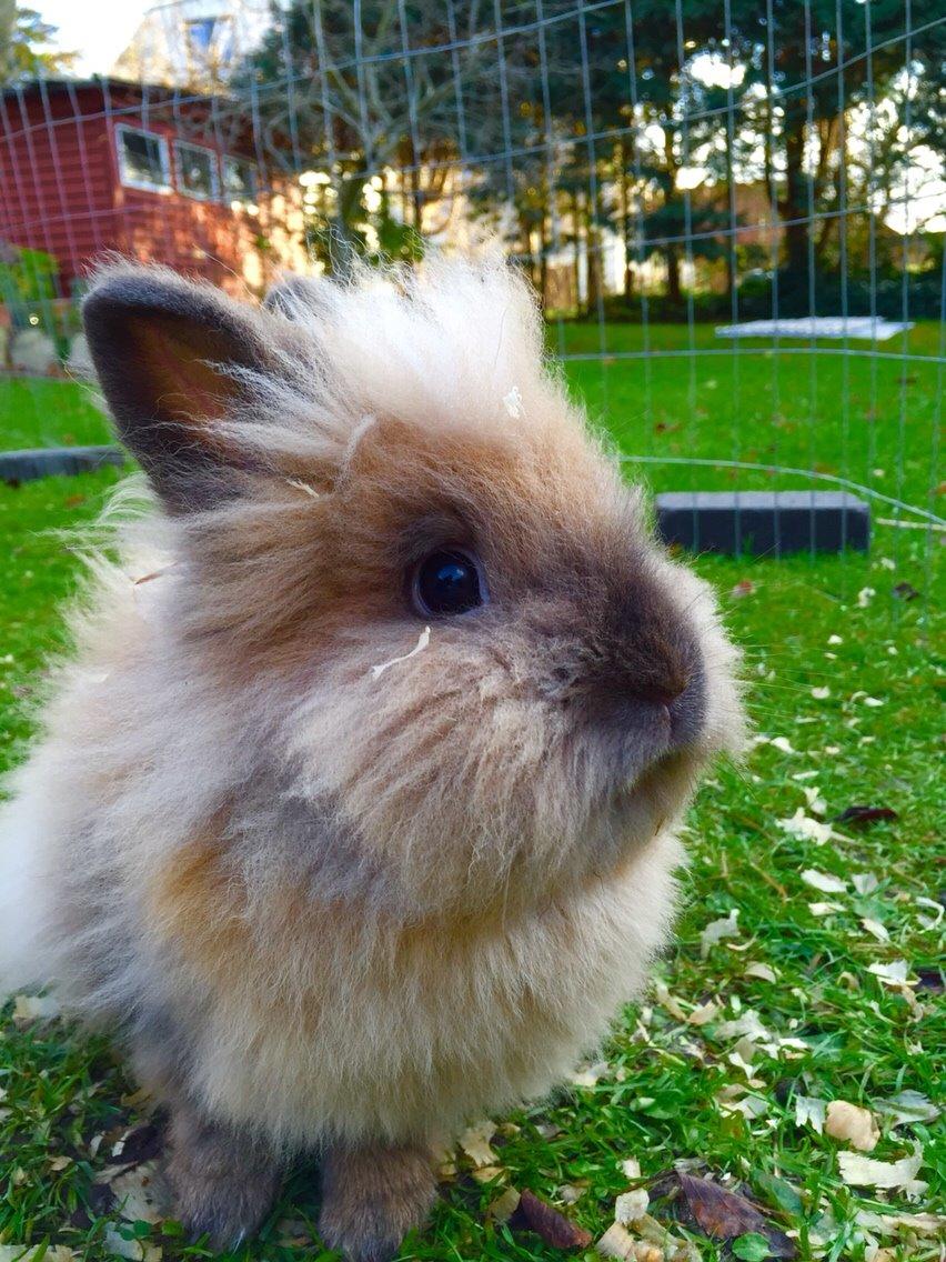 Kanin Freya billede 7