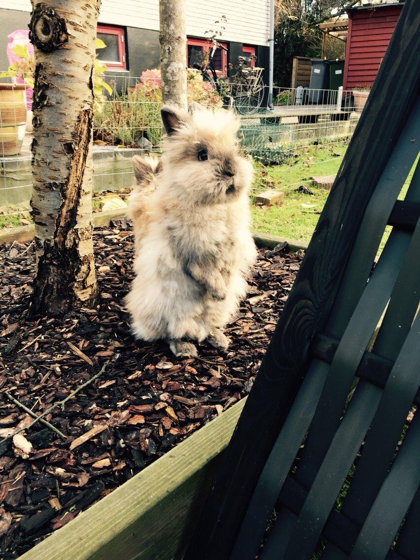 Kanin Freya billede 10