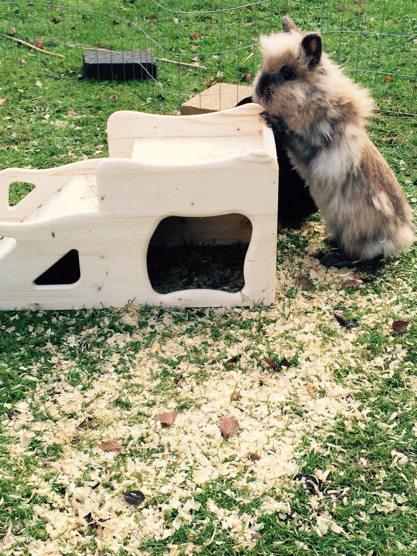 Kanin Freya billede 11