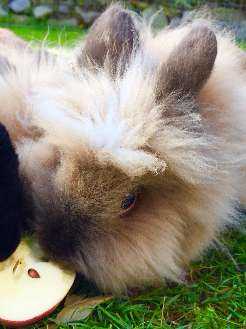 Kanin Freya billede 14