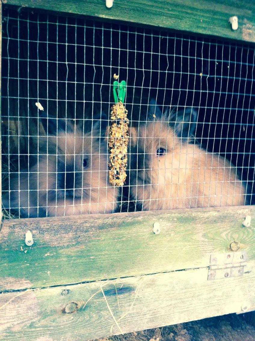 Kanin Freya - I buret med sin søster, molly billede 15