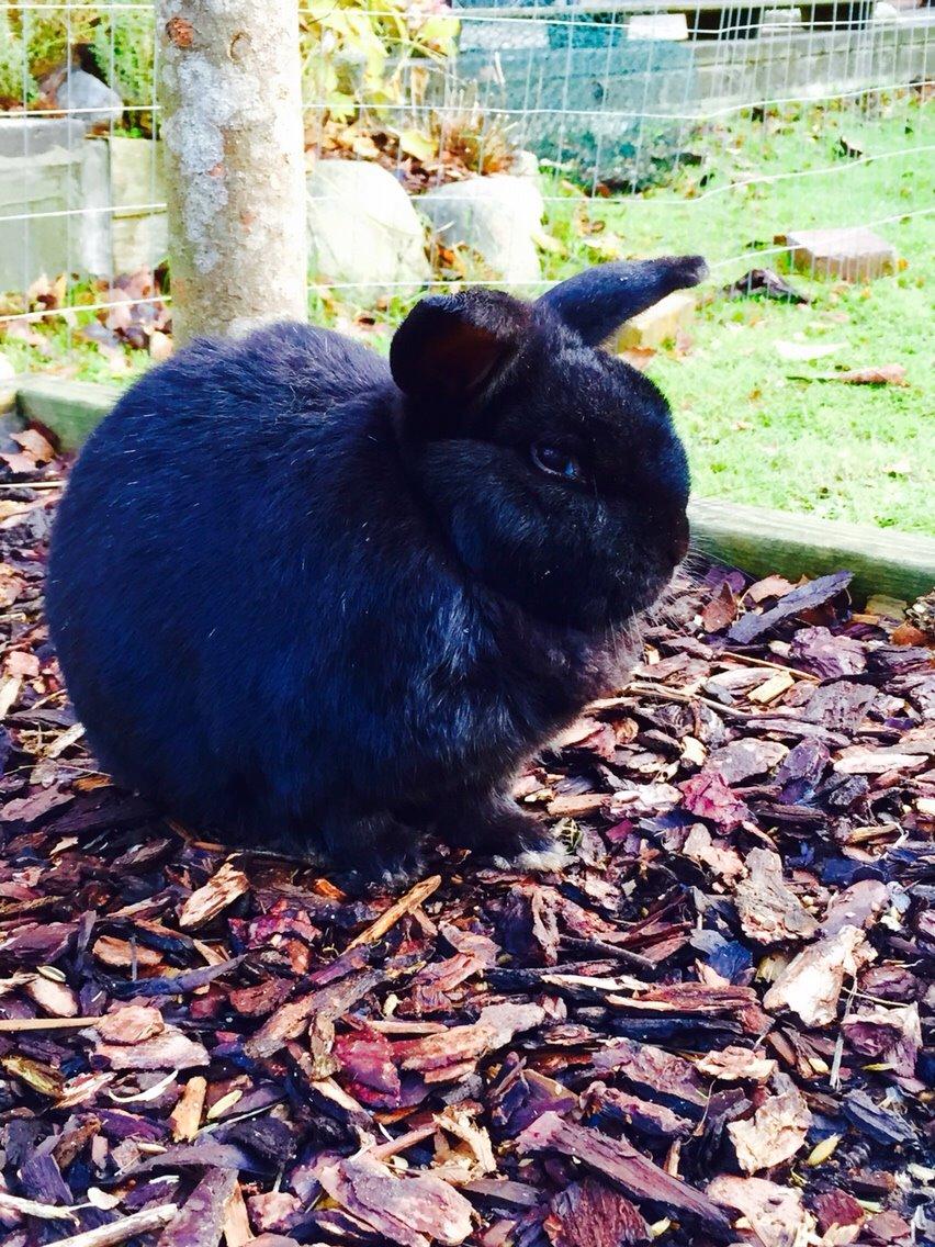 Kanin Max billede 11