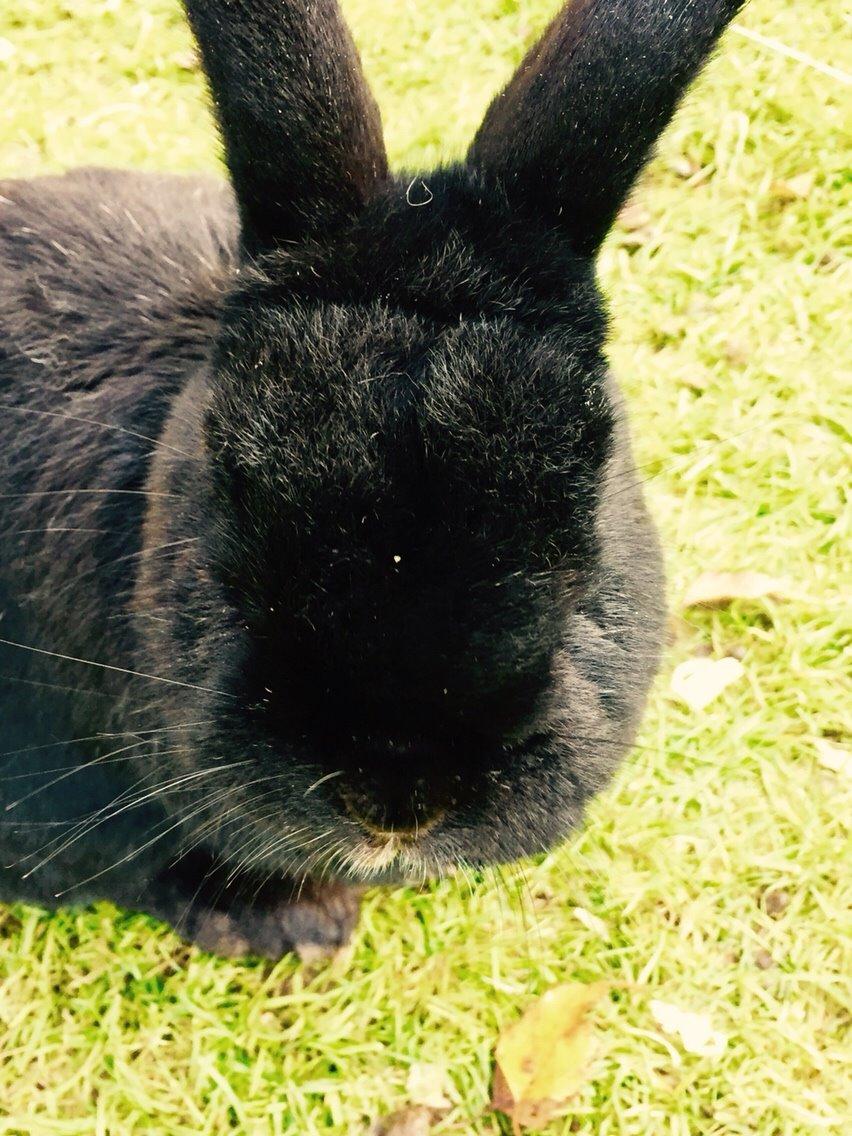Kanin Max billede 12