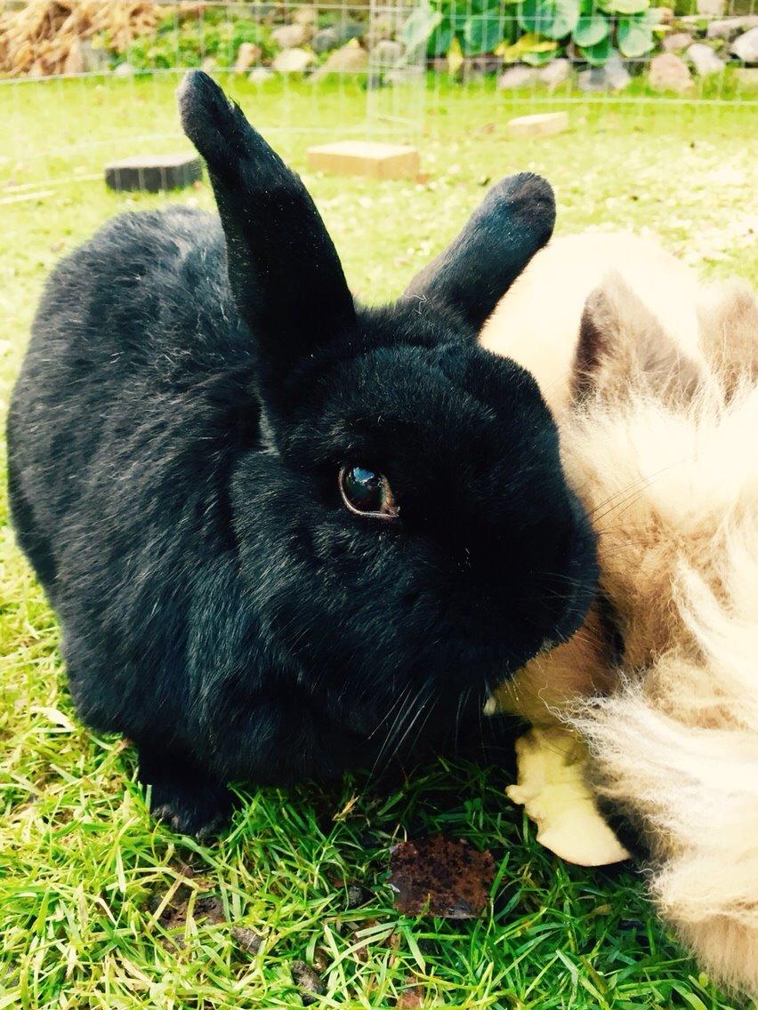 Kanin Max billede 14