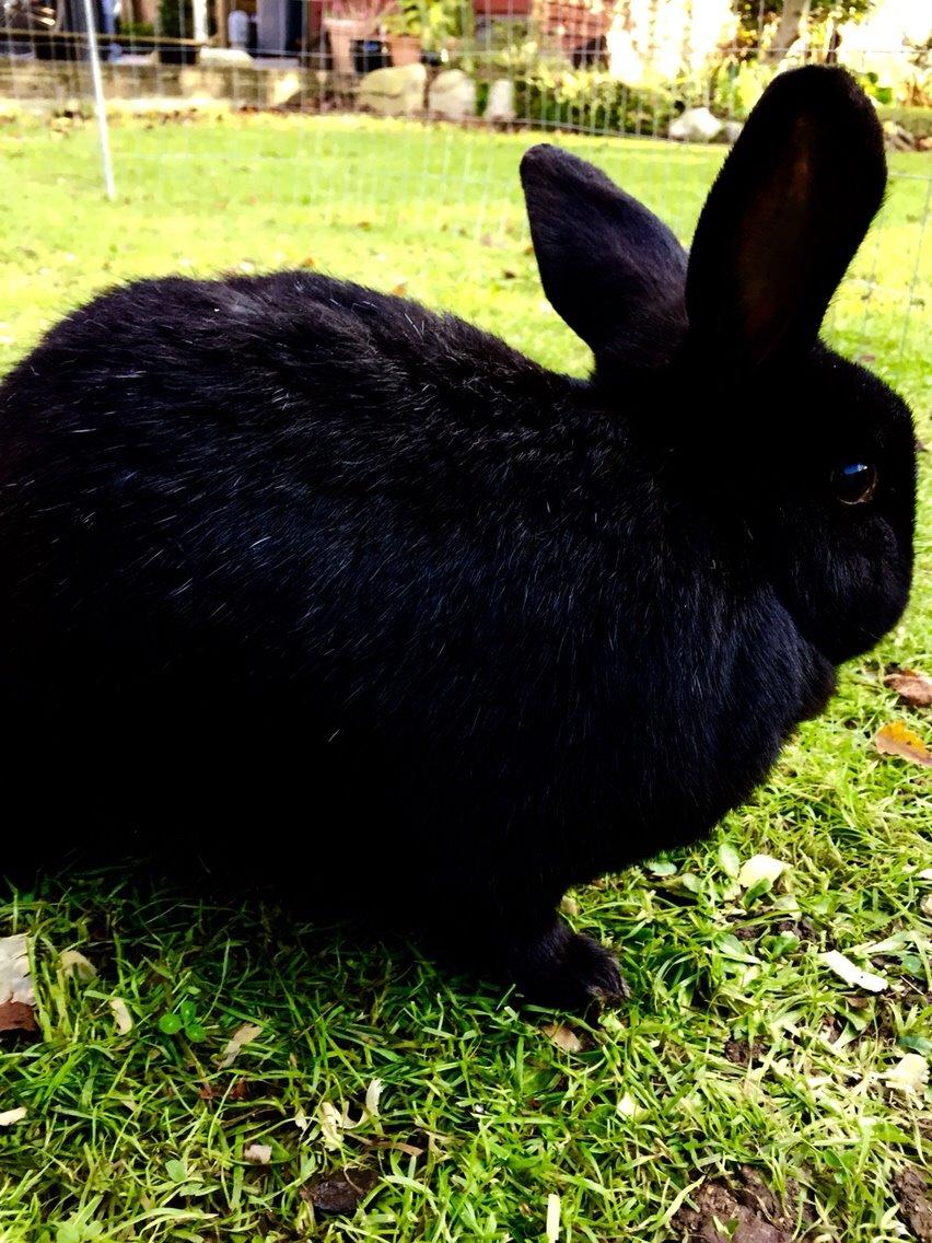 Kanin Max billede 13