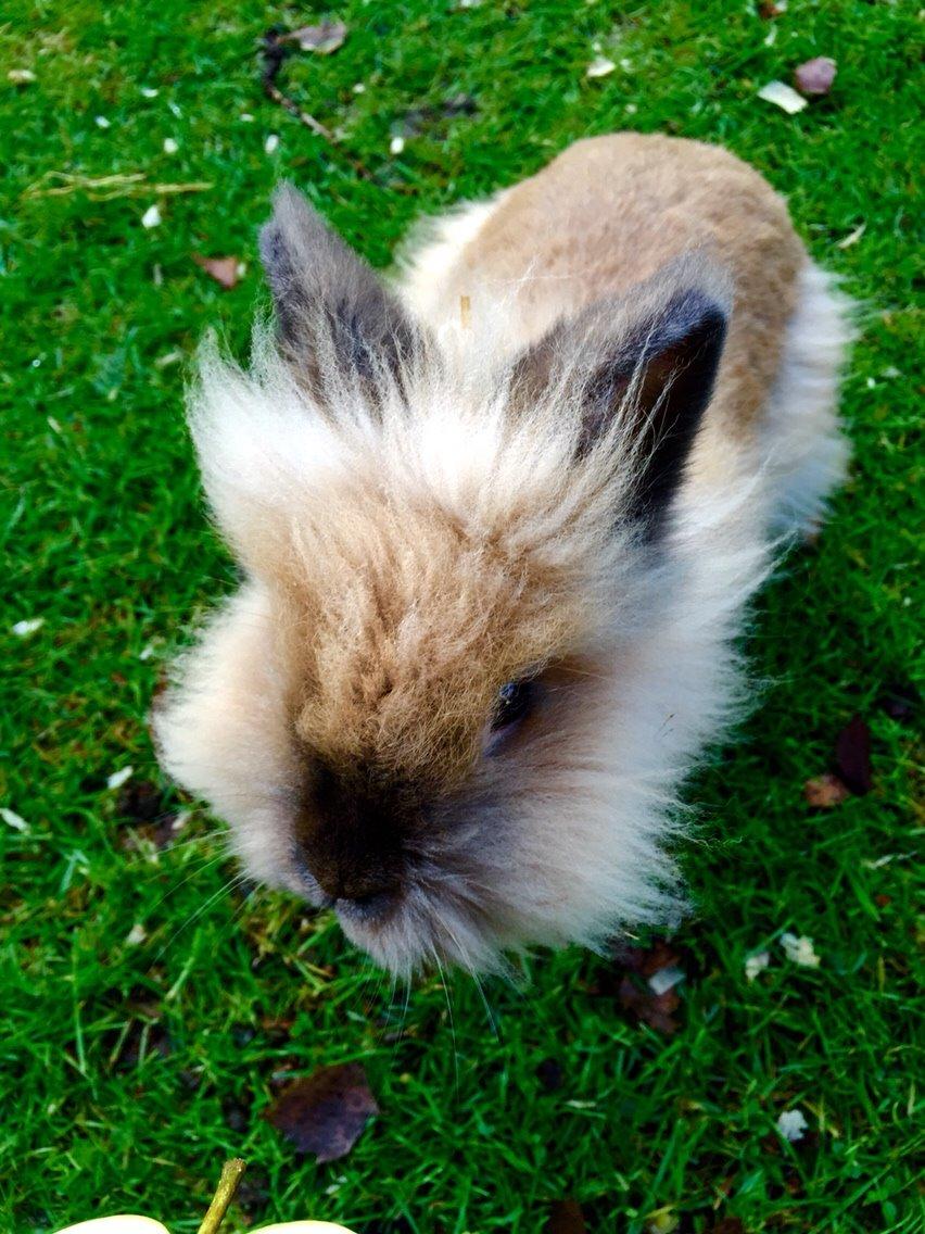 Kanin Molly billede 6