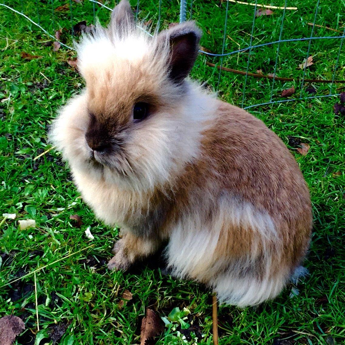 Kanin Molly - Velkommen til Mollys galleri billede 3